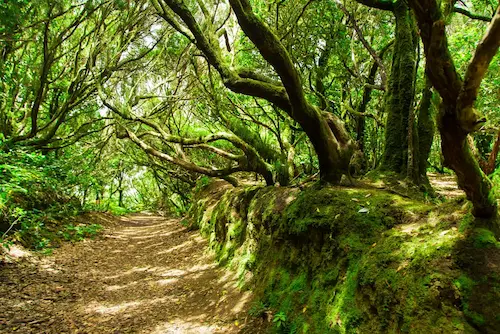 Forêt de laurisilva
