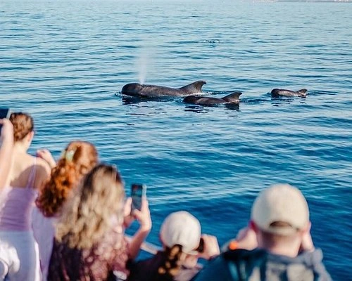 Osservazione dei cetacei